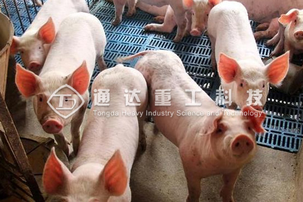 猪场如何处理猪粪?有人拿猪粪做有机肥，养殖户都要买啥设备1.jpg